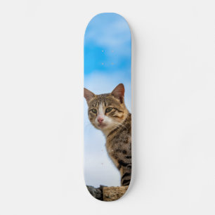 Cat on a wall skateboard