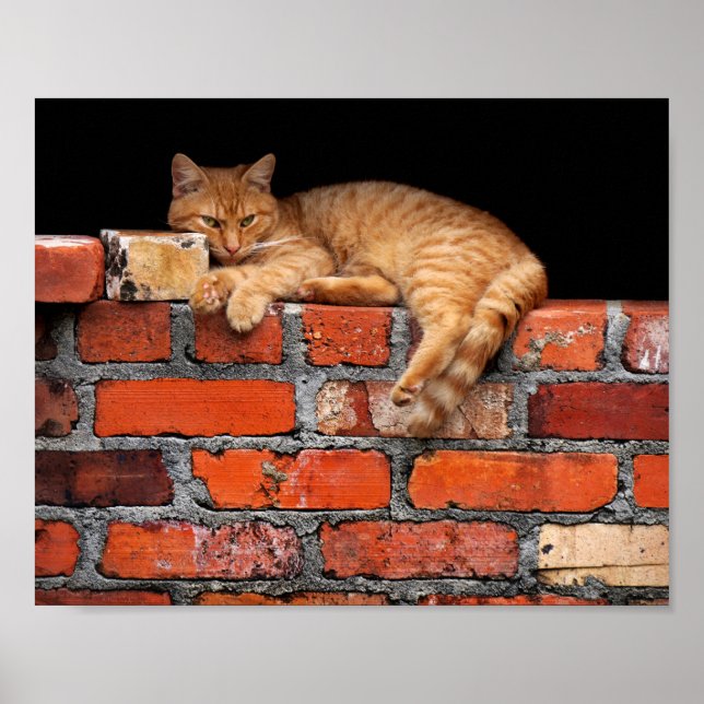 Cat on Brick Wall Poster (Front)