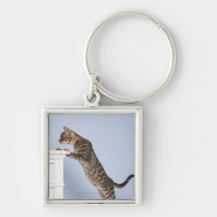 Cat on Chair, Dusseldorf, North Keychain