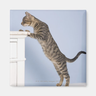 Cat on Chair, Dusseldorf, North Magnet