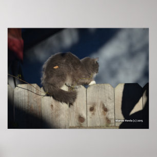 Cat on Fence (15) Poster