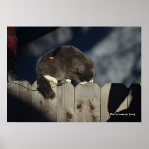 Cat on Fence (17) Poster