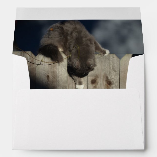 Cat on Fence (18) Envelope (Back (Bottom))