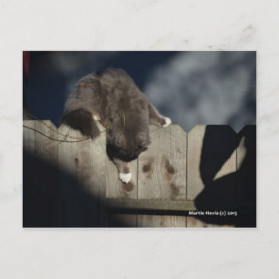 Cat on Fence (18) Postcard
