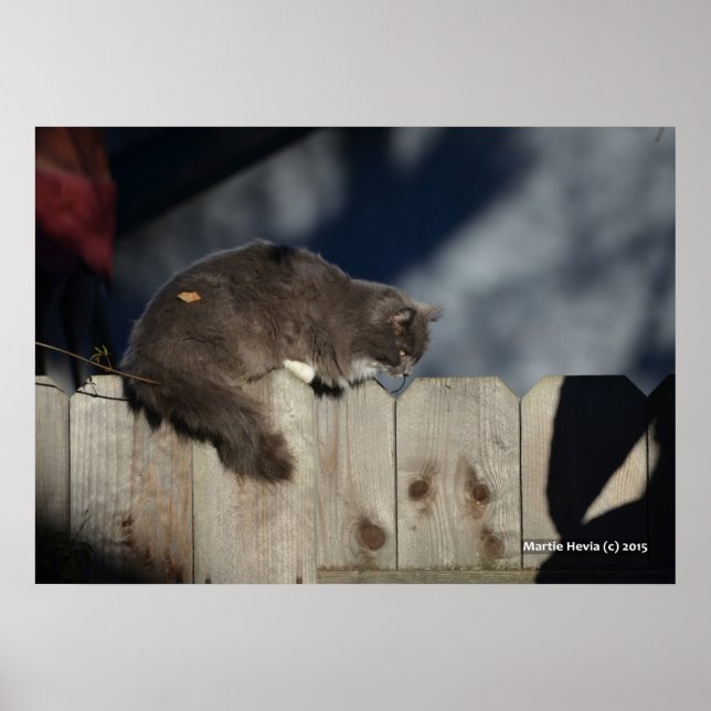 Cat on Fence (2) Poster (Front)