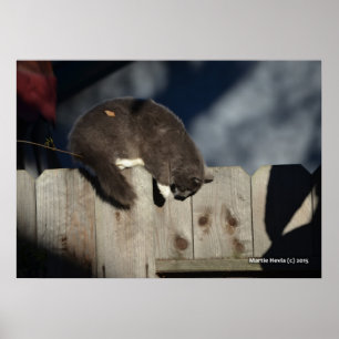 Cat on Fence (4) Poster