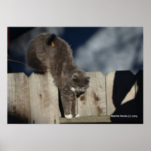 Cat on Fence (8) Poster
