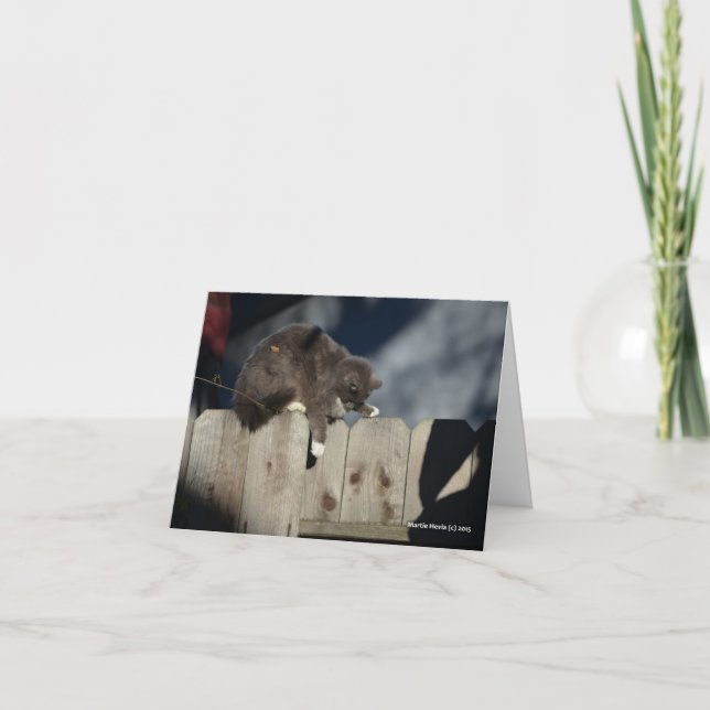 Cat on Fence (9) Card (Front)