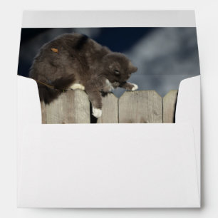 Cat on Fence (9) Envelope