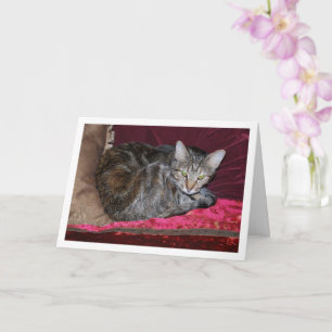 Cat on Red Cushions Card
