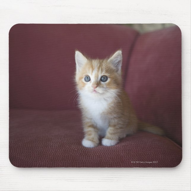 Cat on sofa mouse pad (Front)