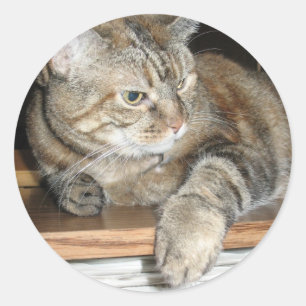 cat on the bookshelf classic round sticker