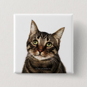 Cat on white background 2 2 inch square button