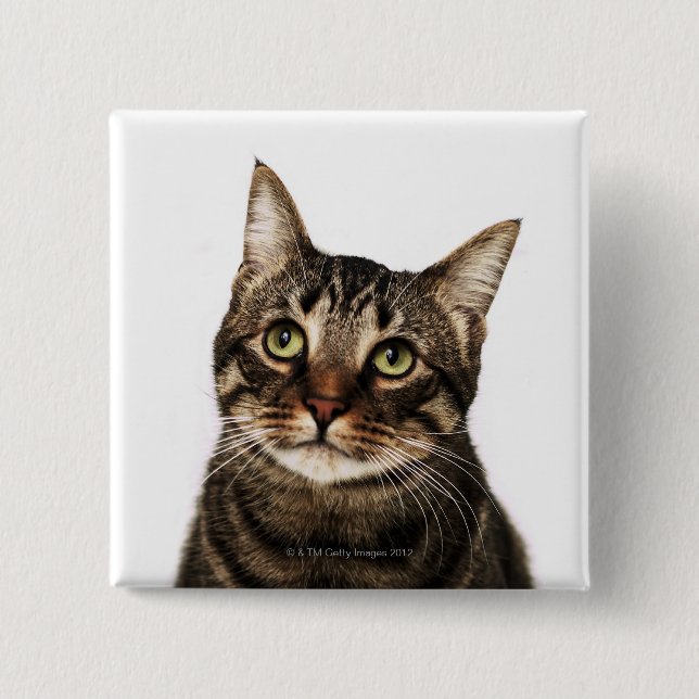 Cat on white background 2 inch square button (Front)