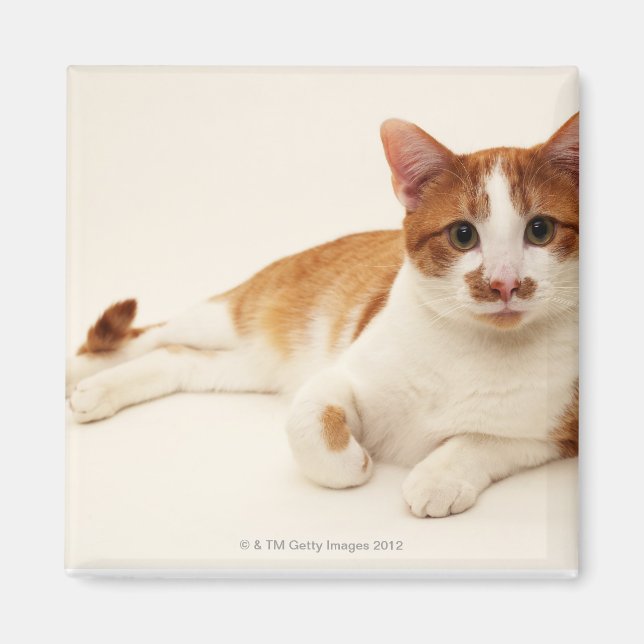 Cat on white background magnet (Front)
