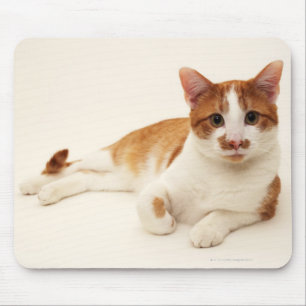 Cat on white background mouse pad