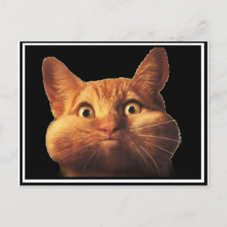 CAT OOPS POSTCARD