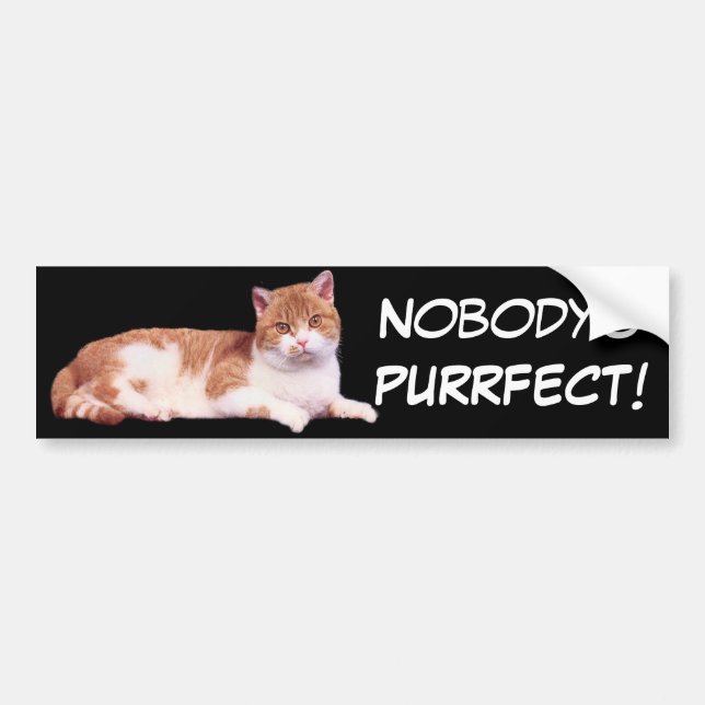 Cat Orange & White Bumper Sticker (Front)
