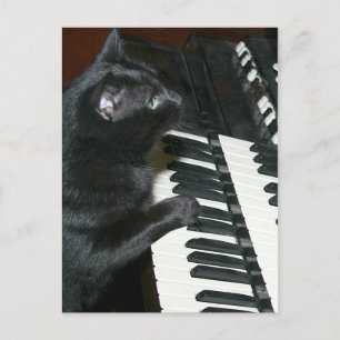 Cat organ recital postcard