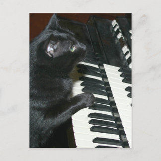 Cat organ recital postcard