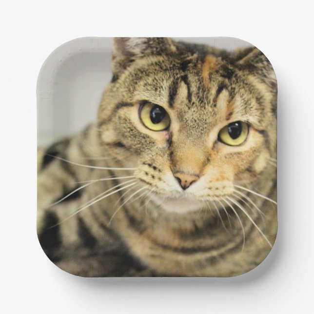 Cat Paper Plate (Front)