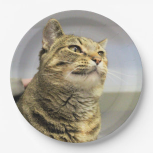 Cat     paper plate