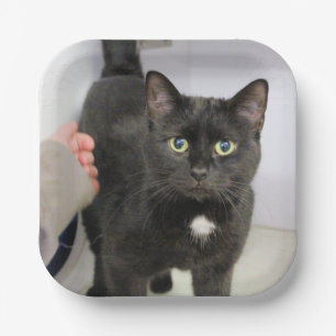 Cat   paper plate