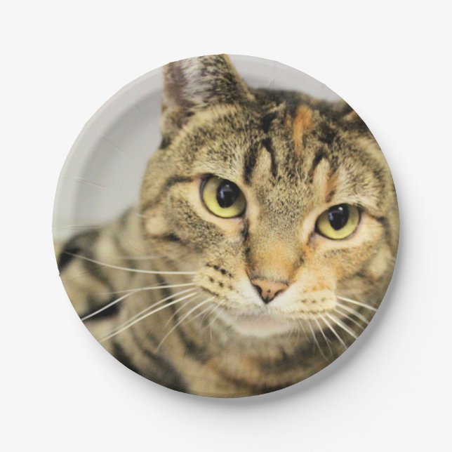 Cat Paper Plate (Front)