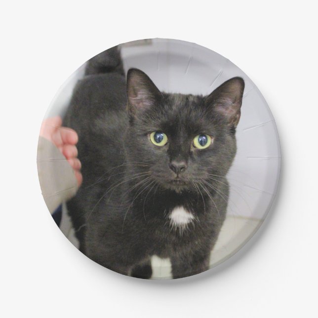Cat Paper Plate (Front)