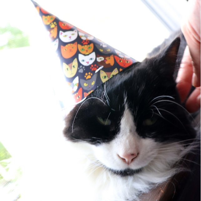Cat Party Hat (Creator Uploaded)