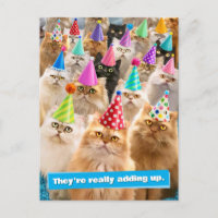 Cat Party