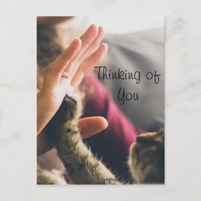 Cat Paw Giving High-five Postcard (Front)