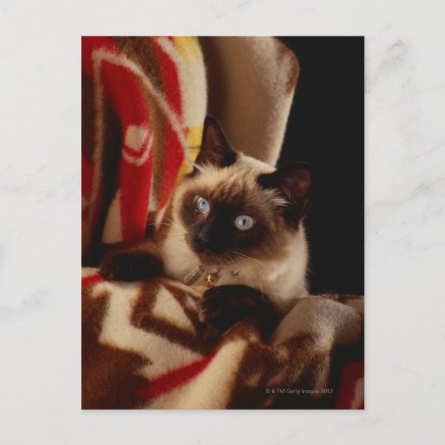 Cat peeking through quilt postcard (Front)