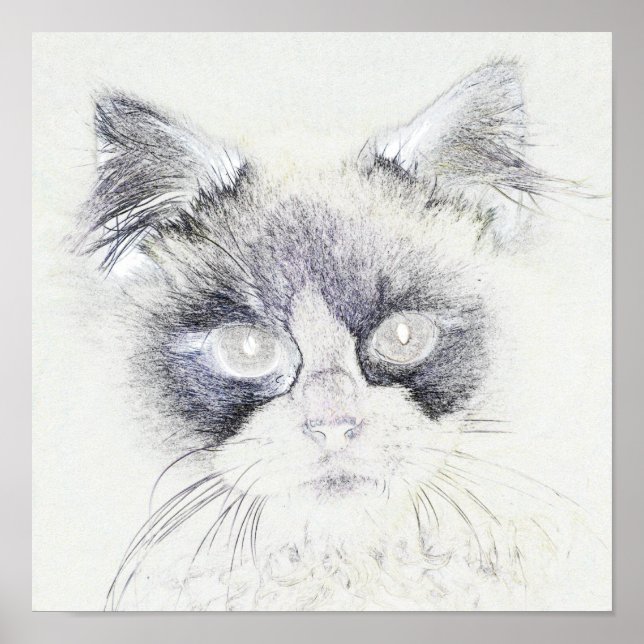 Cat pencil sketch poster (Front)