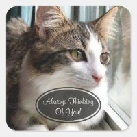 Cat Penser De Vous Stickers