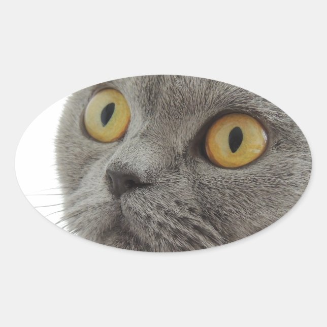 Cat Pet Animal Grumpy Frown Peace Love Destiny Oval Sticker (Front)