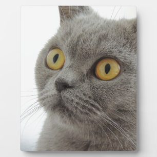 Cat Pet Animal Grumpy Frown Peace Love Destiny Plaque