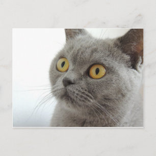 Cat Pet Animal Grumpy Frown Peace Love Destiny Postcard