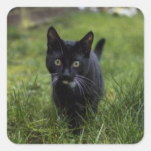 Cat, Pet, Feline Square Sticker