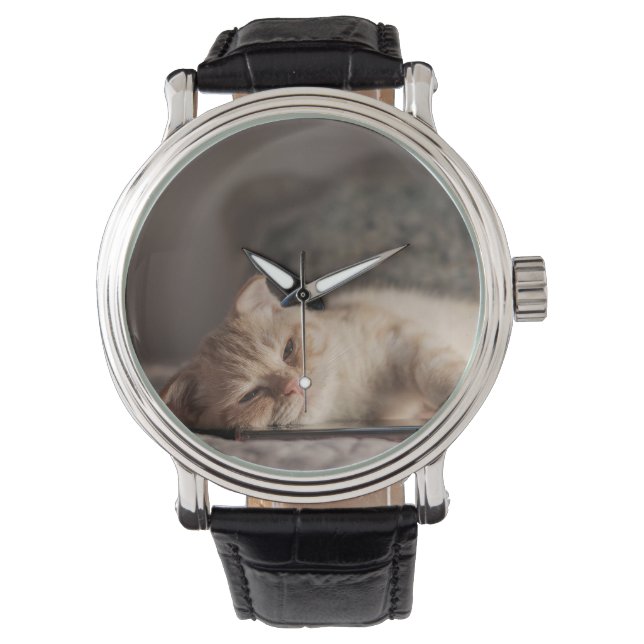Cat, Pet, Kitten Watch (Front)
