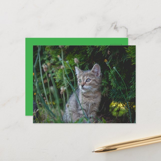 Cat - Pets Map Postcard (Front/Back In Situ)