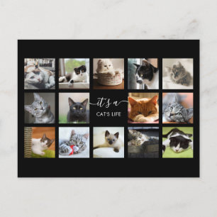 Cat Photo Collage Postcard