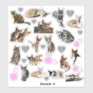 Cat Photo Kiss-Cut Vinyl Stickers