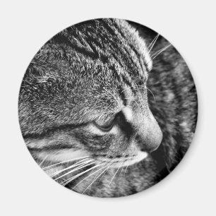 Cat Photo Magnet