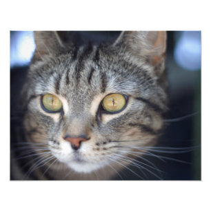 cat photo print