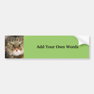 Cat photograph bumper sticker