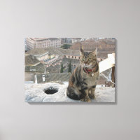 Cat photography Single