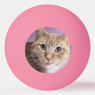 Cat Ping Pong Ball