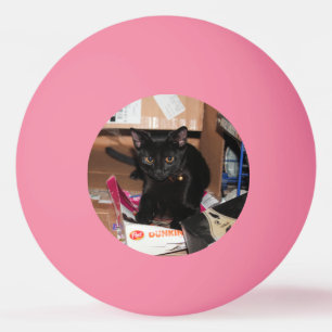 Cat   ping pong ball