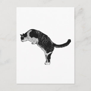 Cat Pose Joy Postcard